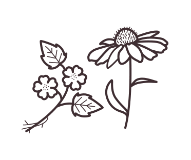 Marshmallow root and echinacea plant illustration