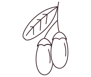 Olive branch illustration