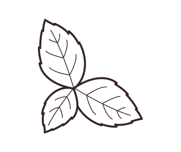 Peppermint leaf illustration