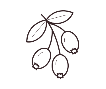 Rosehip plant illustration