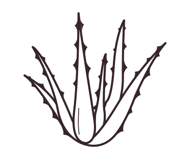 Aloe vera plant illustration